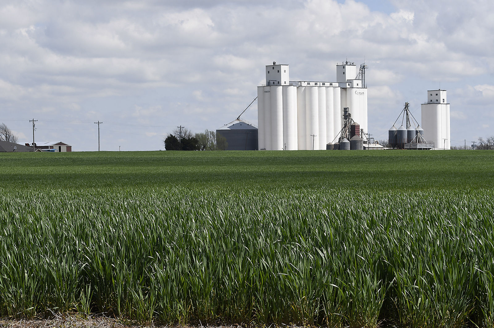 Progress Wheat 2 BH.jpg